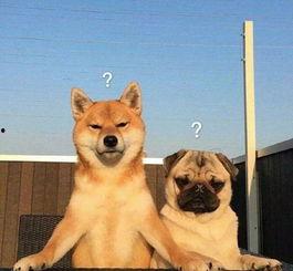 航线巴哥最新爆料,航线巴哥最新航线动态大曝光！  第2张